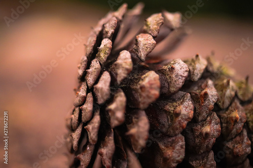 pinecone 2
