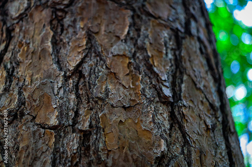 Tree bark 2