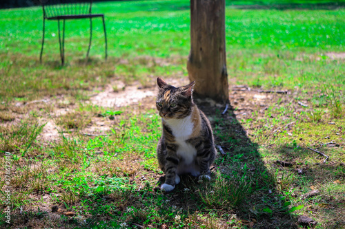 Cat in field