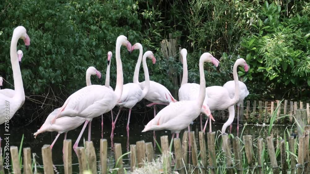 Lots of flamingos in a small watery area. Some of the flamingos start fighting eachother. Lots of flamingos in a small watery area. Some of the flamingos start fighting eachother.