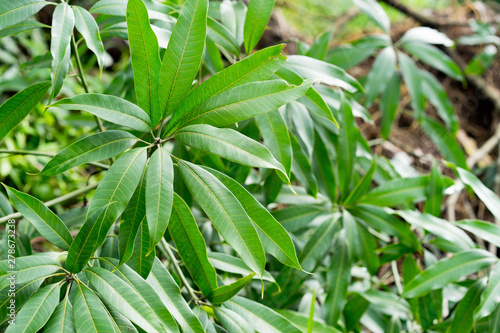 beautiful nature, green mango leaves of plant