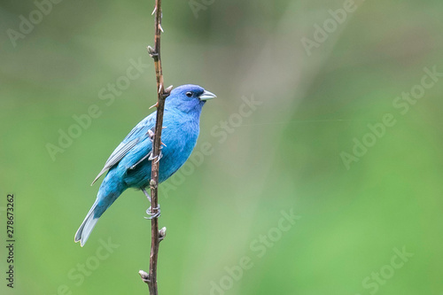 blue bird on a branch © Rich