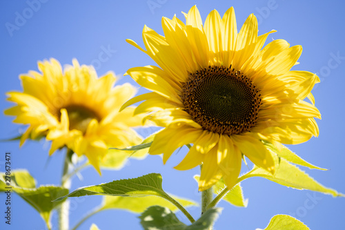 Close up of sunflowers on sunny day