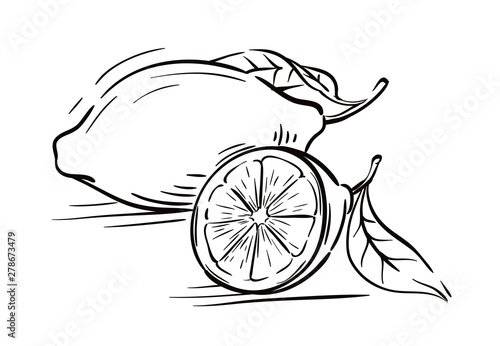 lemon and its half. vector sketch on a white