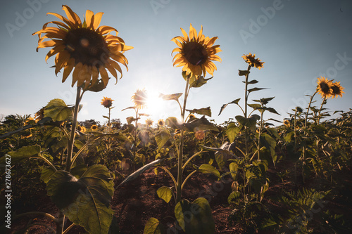 A field of sunflowers bloom at McKee Besher Wildlife Management Area in Poolesville, Maryland in the summertime. photo