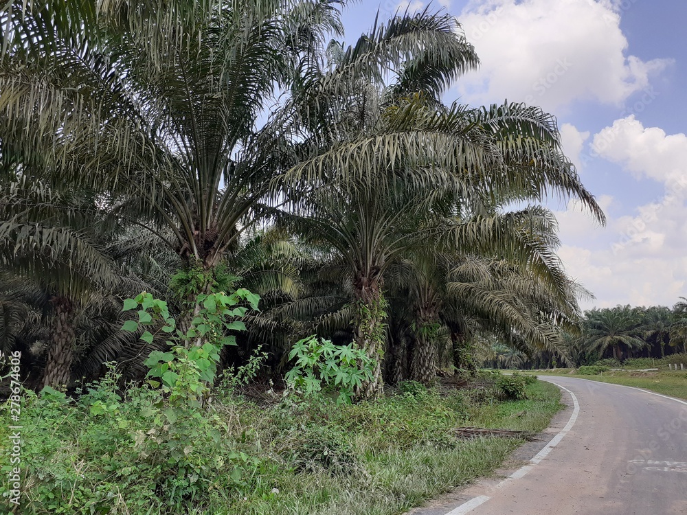 palm oil plantation in kluang, johor, malaysia palm oil plantation in kluang, johor, malaysia