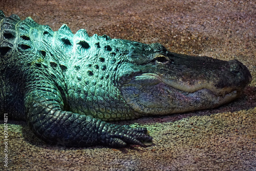 Crocodile, alligator - close-up photograph