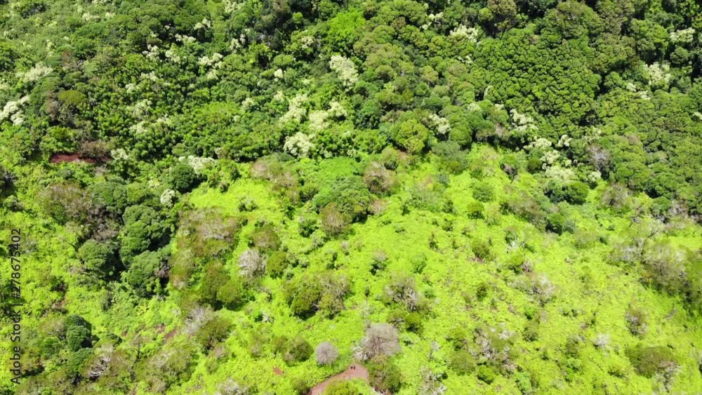 Top view of Hawaii Nature. Shot slowly tilting upwards, exposing the forest. Wiliwilinui Hike Trail on Oahu. Amazing green wild forest. Drone Aerial. Sunny weather