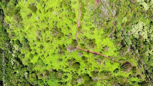 Wallpaper Mural Top view of Hawaii Nature. Wiliwilinui Hike Trail on Oahu. Amazing green wild forest. Drone Aerial. Sunny weather Torontodigital.ca