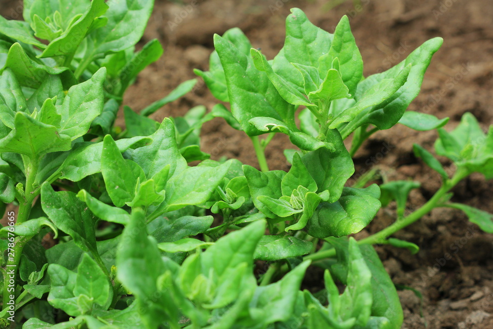 Tetragonia tetragonioides, New Zealand spinach growing in garden Tetragonia tetragonioides, New Zealand spinach growing in garden