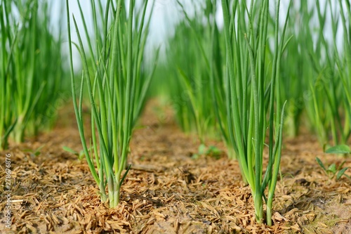 Onion trees are growing