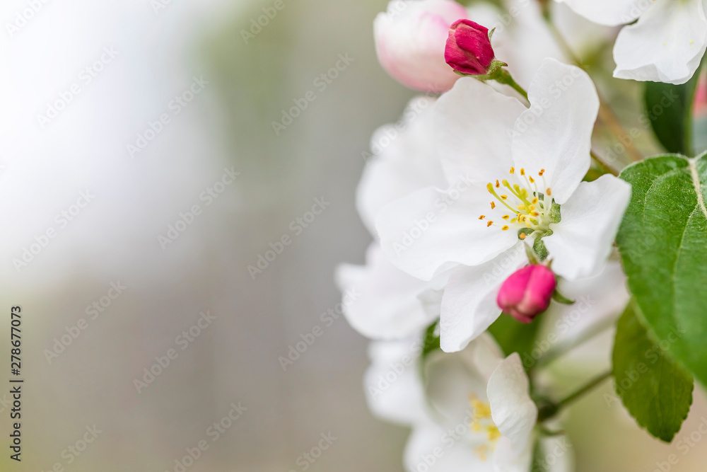 Pink and white apple blossom flowers on tree in springtime Pink and white apple blossom flowers on tree in springtime