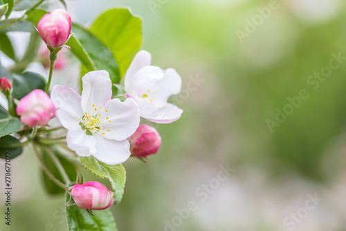 Pink and white apple blossom flowers on tree in springtime
