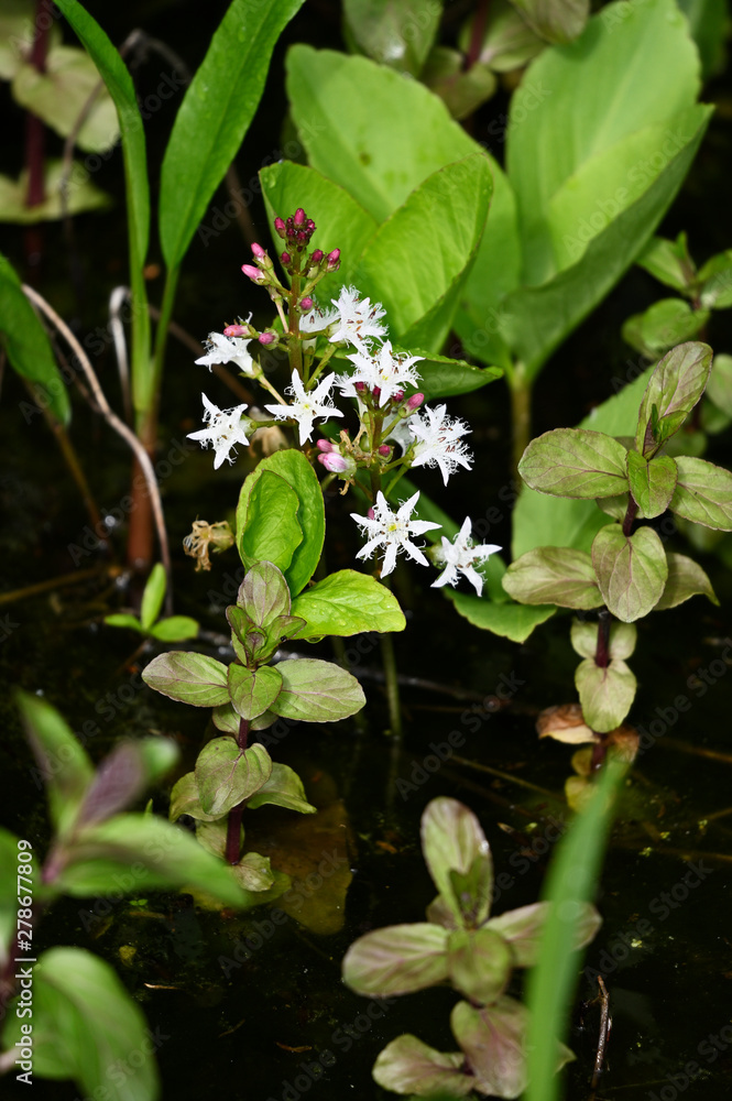 Tiny white flowers on stem with green leaves protruding from water surface. Tiny white flowers on stem with green leaves protruding from water surface.