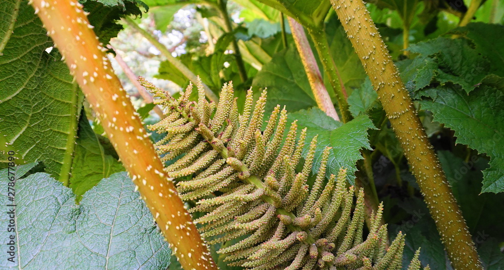 Showy and bright Brazilian giant-rhubarb leaves and inflorescence forms a spike flowers close up. Known as Gunnera manicata, Giant rhubarb,  or dinosaur food.