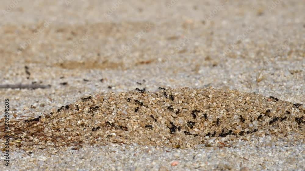 Close Up Panning Time Lapse of Ants in a Line Coming in and out of Ant Hill Close Up Panning Time Lapse of Ants in a Line Coming in and out of Ant Hill