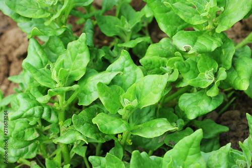 Tetragonia tetragonioides, New Zealand spinach growing in garden photo