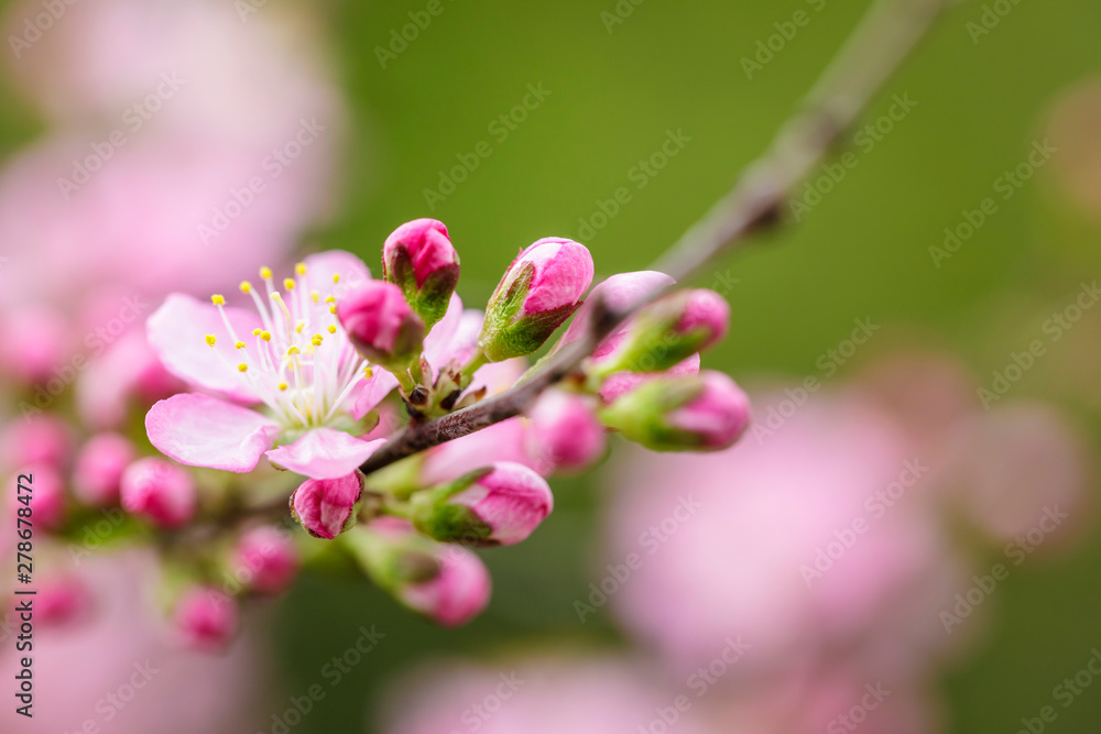 Obraz premium pink flowers blooming in the garden