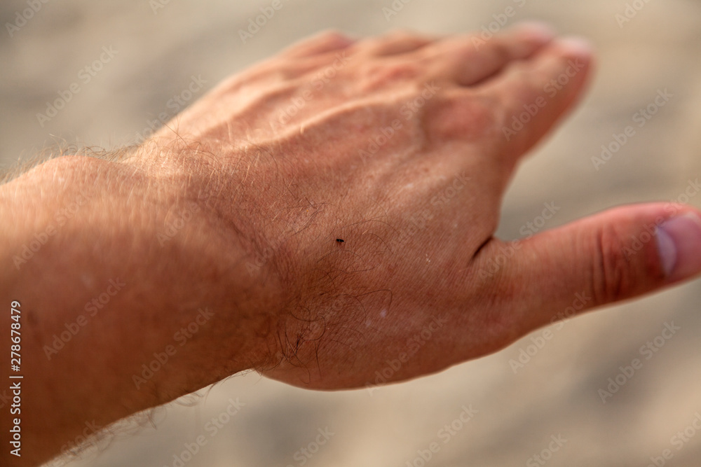 Fototapeta premium a little insect on my hand