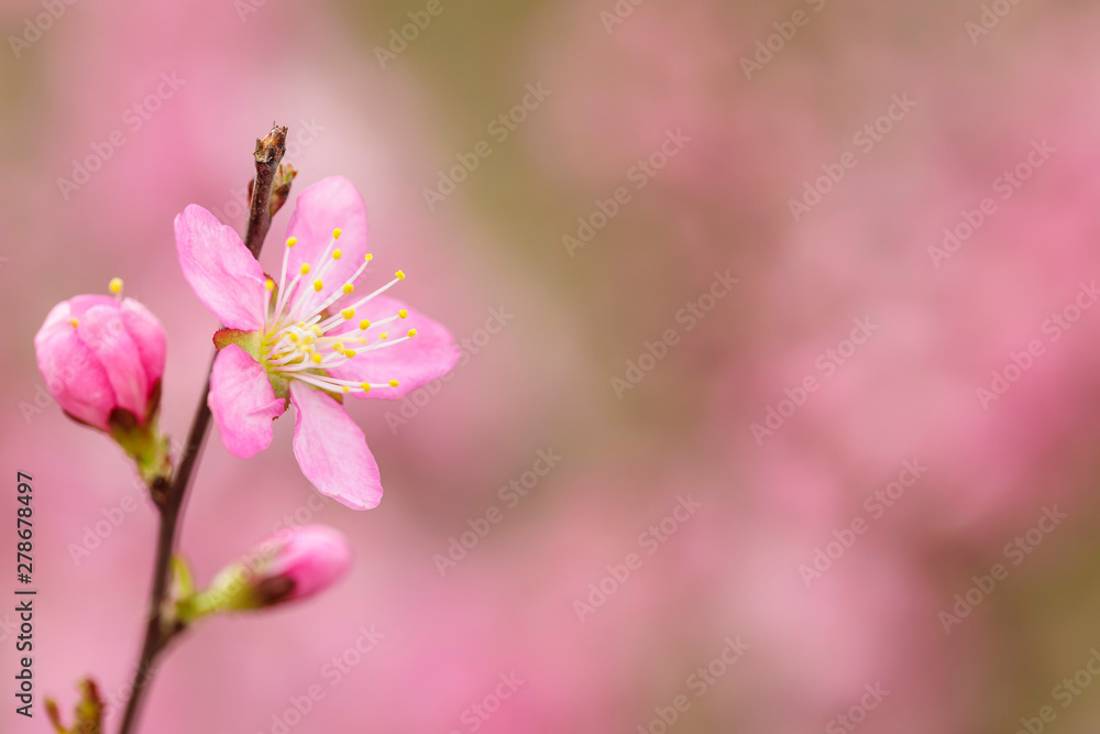pink flowers blooming in the garden pink flowers blooming in the garden