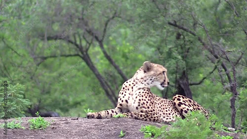 Beautiful cheetah lies on a mound and looks out into the distance. Cheetah then stands up and stretches out. Lush green forest in the background. Beautiful cheetah lies on a mound and looks out into the distance. Cheetah then stands up and stretches out. Lush green forest in the background.