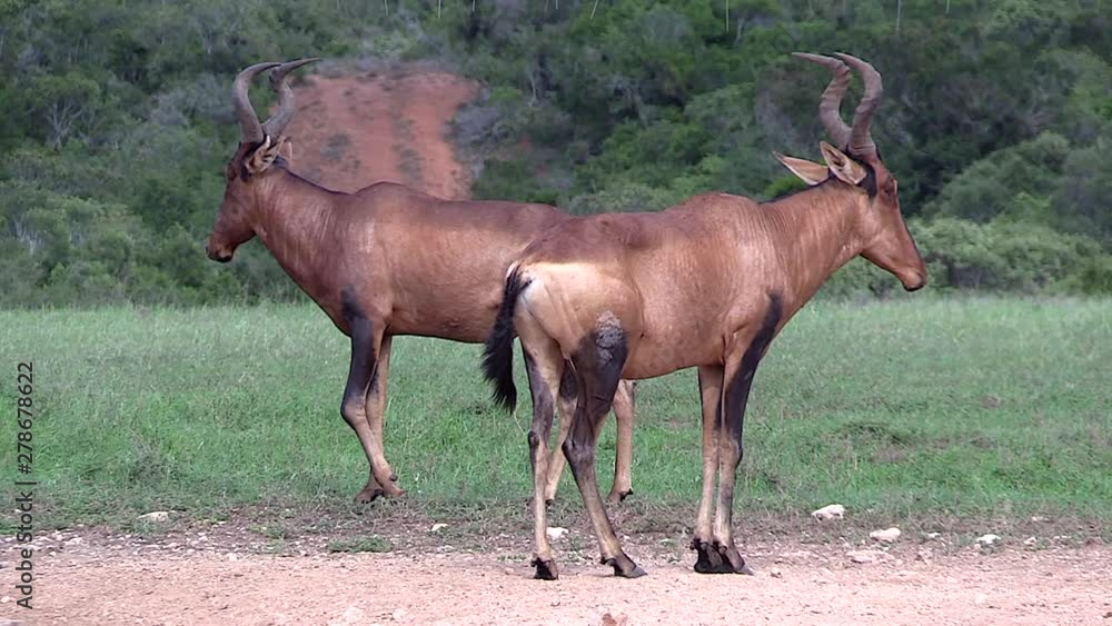Two red hartebeests, seen from the side, stand on green grass and look in opposite directions. Green forest in the background. Two red hartebeests, seen from the side, stand on green grass and look in opposite directions. Green forest in the background.