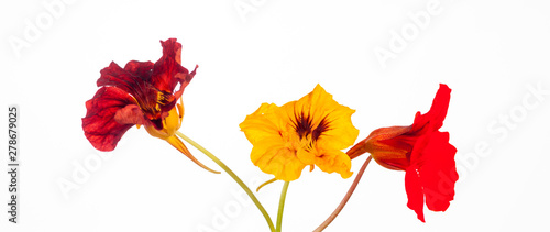 Nasturtium Variety - Colorful Flowers