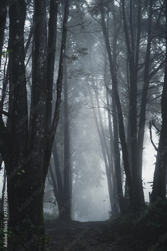 Obraz premium Forest Rain and fog On the Mountain