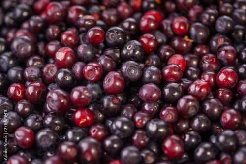 Huckleberry Harvest