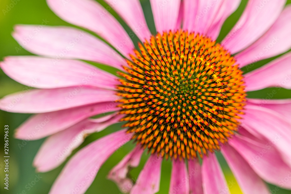 close up shot of cornflower with long pink petals and dense orange stamen close up shot of cornflower with long pink petals and dense orange stamen
