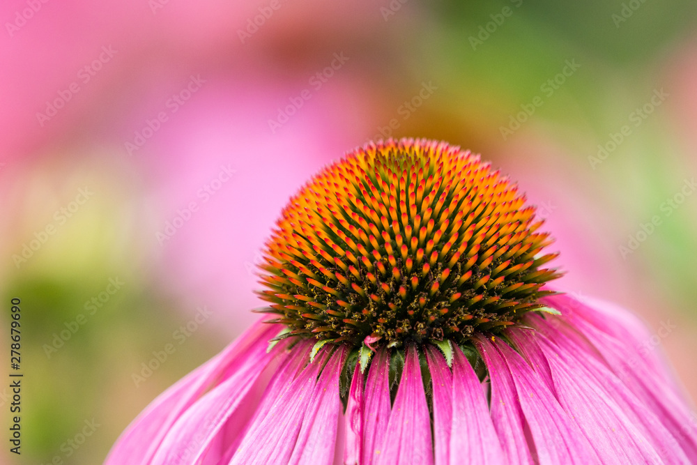 close up shot of cornflower with long pink petals and dense orange stamen with blurry background close up shot of cornflower with long pink petals and dense orange stamen with blurry background