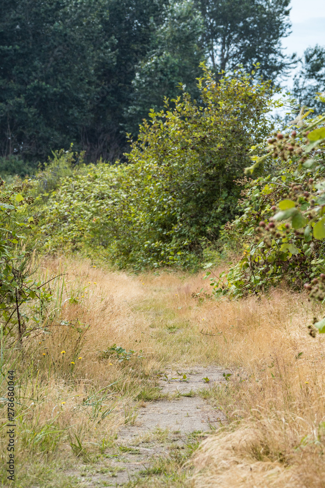 Fototapeta premium brown grasses covered trail under the sun with green bushes on both sides in the open field out of the forest