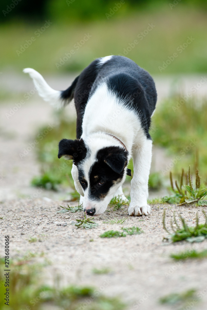 Happy young puppy in the grass on a Sunny summer day