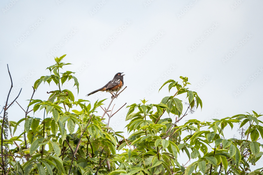Fototapeta premium a songbird with orange belly singing on the top of the tree on an overcast day