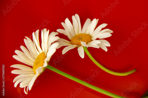 natural background. two daisies lie on a reflective orange surface. picked flowers at home.