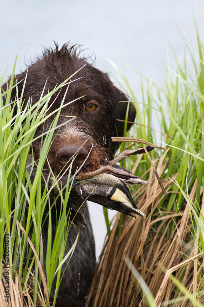 Φωτογραφία the hunting dog carries the duck in its teeth through the sedge thickets