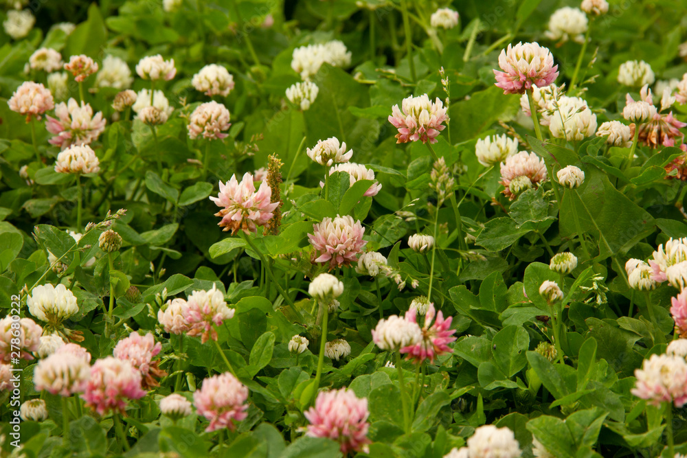 natural floral background. blooming clover in the meadow. pink clover flowers. natural floral background. blooming clover in the meadow. pink clover flowers.
