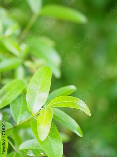 Closeup Green leaves on blurred greenery nature background with copy space using as background natural green plants landscape for copy write
