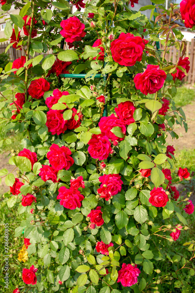 Red roses on a bush. layout for postcards Red roses on a bush. layout for postcards