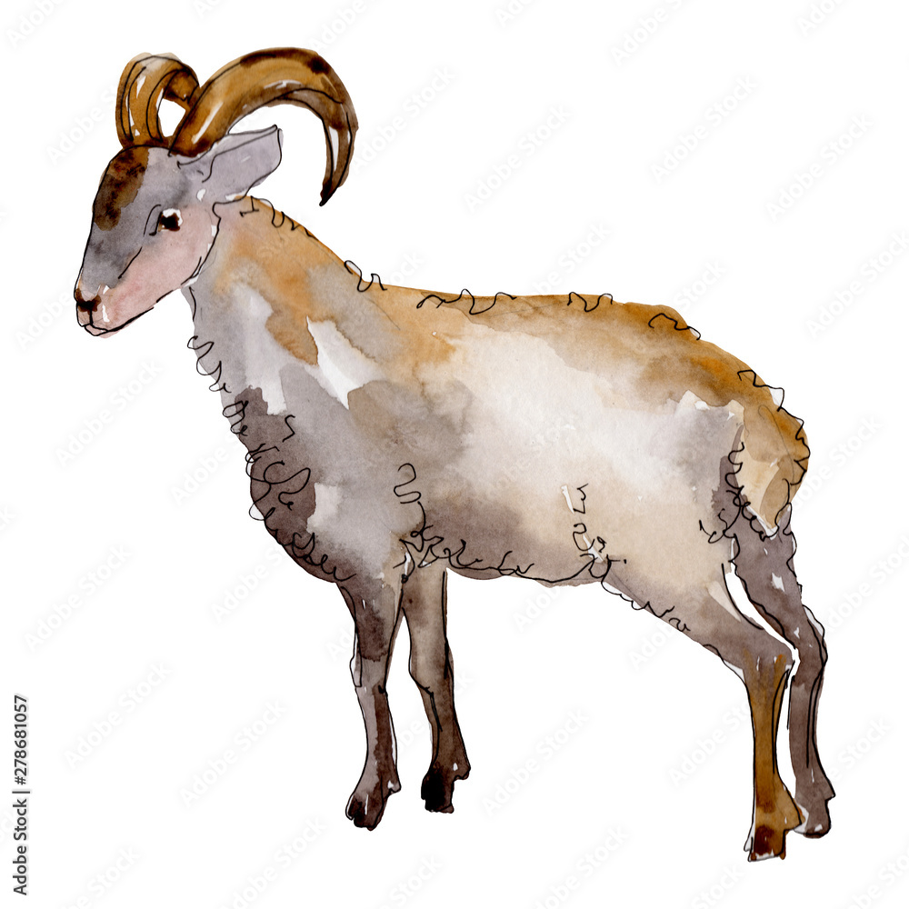 Ram farm animal isolated. Watercolor background illustration set. Isolated  ram illustration element. Stock Illustration | Adobe Stock