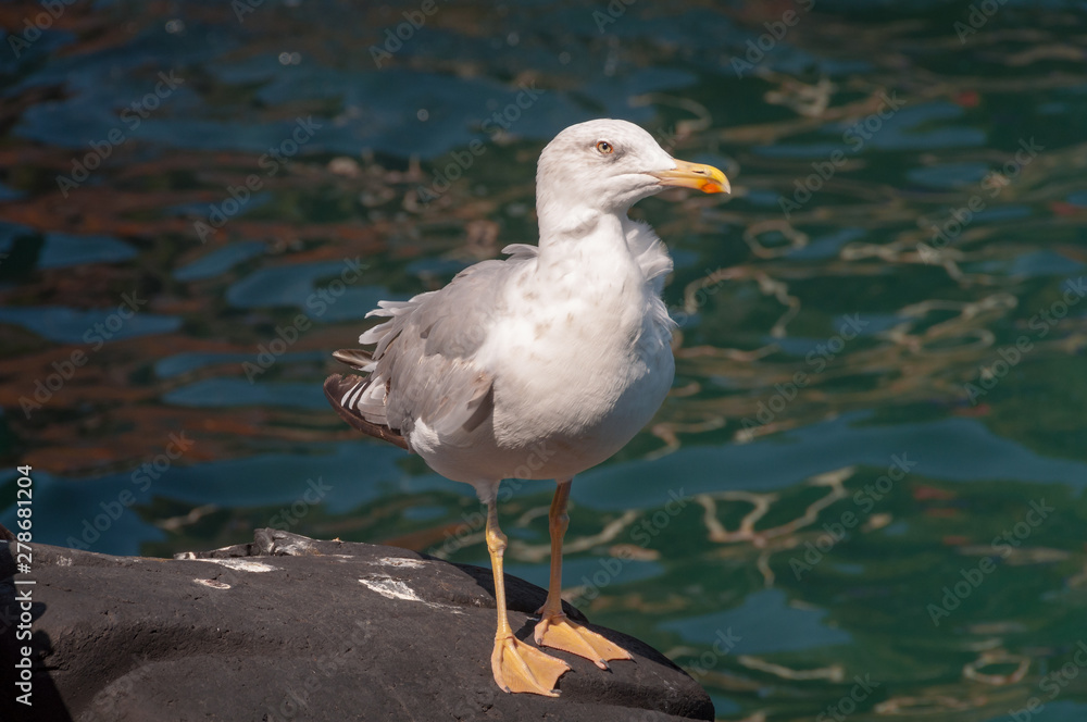 Yellow-legged gull bird with water on the background Yellow-legged gull bird with water on the background