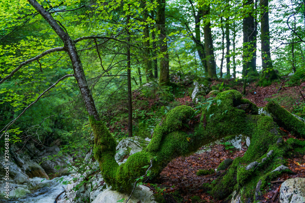 Obraz premium Picturesque tree covered by moss