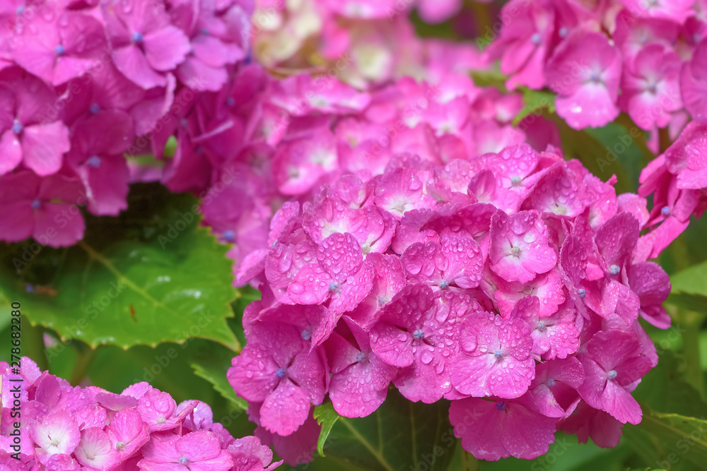 雨上がりの紫陽花 Hydrangea 雨上がりの紫陽花 Hydrangea