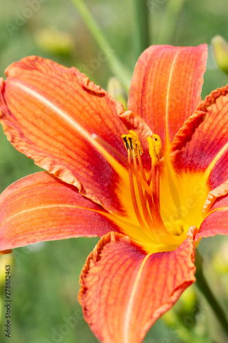 Fototapeta Naklejka Na Ścianę i Meble -  Daylily flower close-up. Flowering orange lily