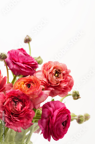 Pink ranunculus  buttercup  on white background