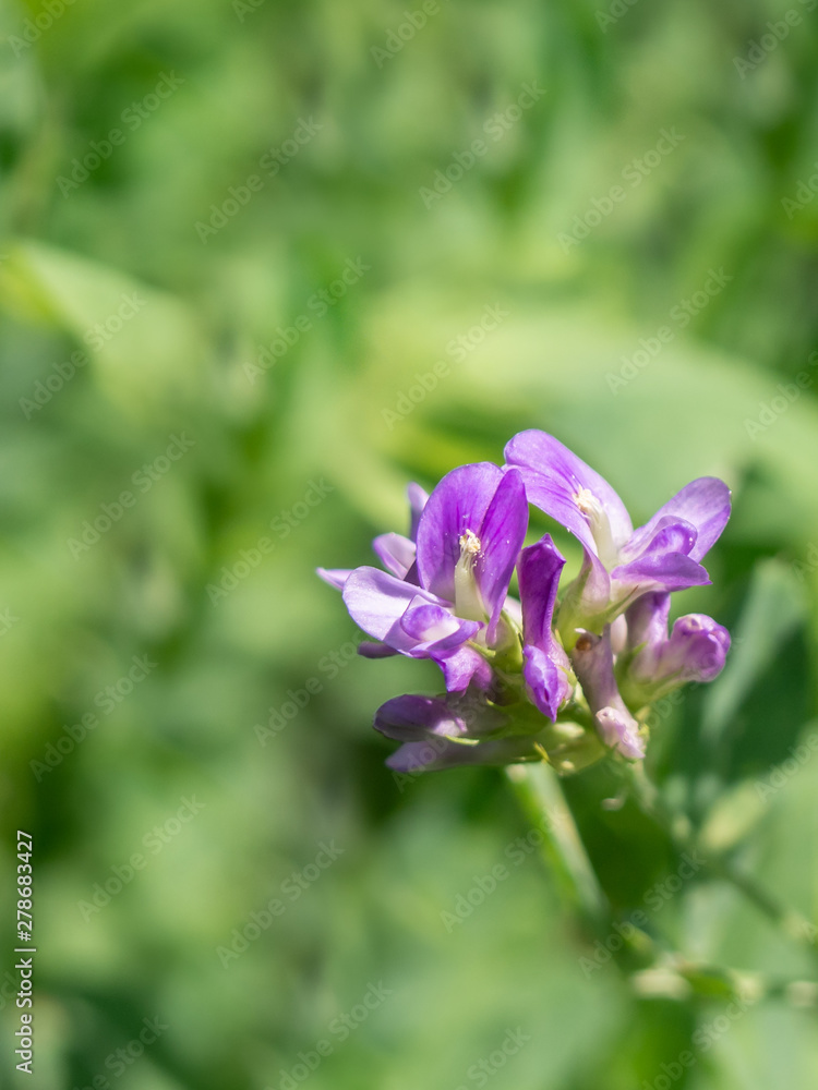 Purple alfalfa flowers are blooming in the field. Purple alfalfa flowers are blooming in the field.