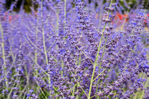 Beautiful lavender flowers bloom in the garden in summer, lavender background, perfumery. Close up Bushes of lavender flowers