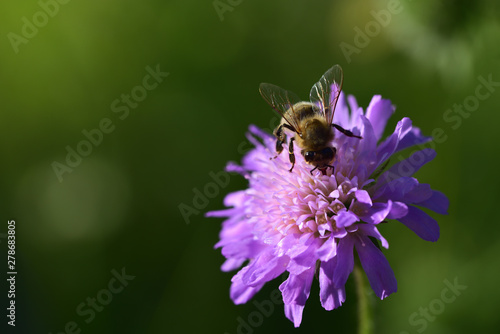 close up of a honeybee on a purple flower © leopictures