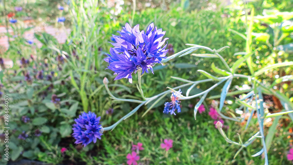 Fototapeta premium blue flowers in garden