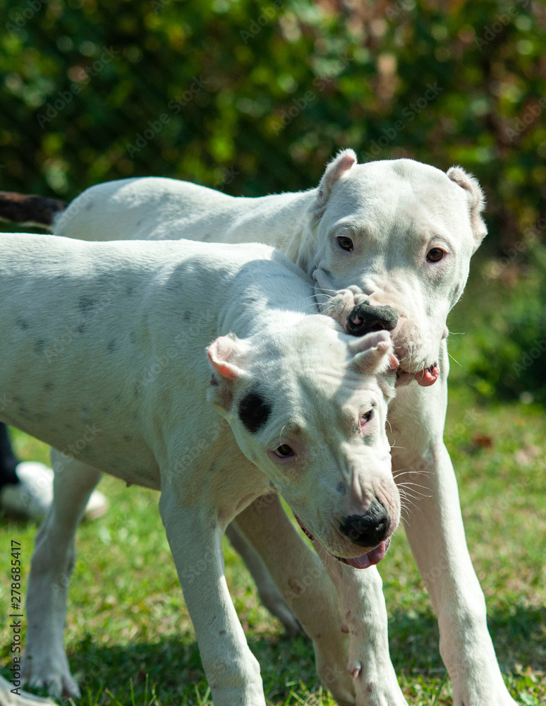 Two young Dogo Argentino dogs playing together outdoors on a green grass